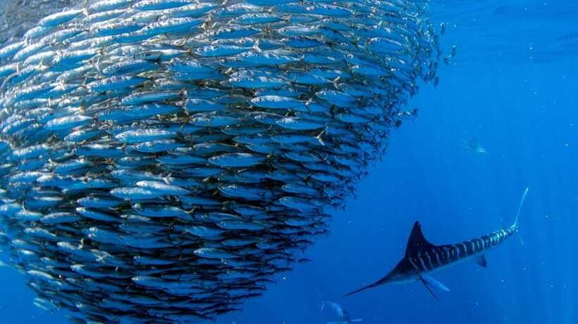 Moalboal Sardines Run Private Tour - What makes Moalboal’s sardine run special