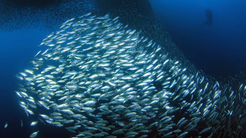 Moalboal Sardines Run Private Tour - The safety briefing before entering the water