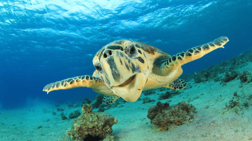 Moalboal Sardines Run Private Tour - How the hour unfolds from beach to beach