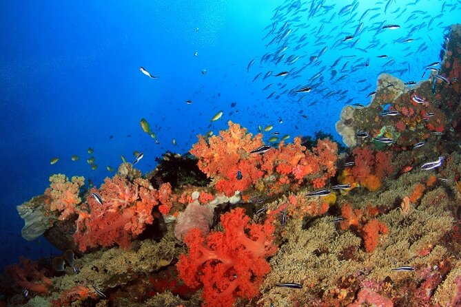 Moalboal Sardines Run Private Tour w/ Transfers Option - Why the private format adds value