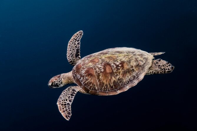 Moalboal Sardines Run Private Tour w/ Transfers Option - The guide service makes the difference