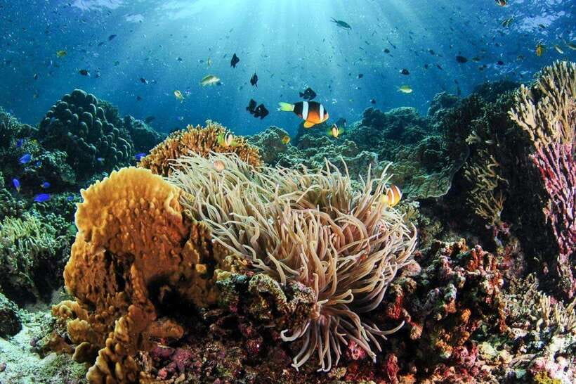 Moalboal: Scuba Diving and Pescador Island Hopping - The five details that matter most