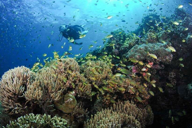 Moalboal: Scuba Diving and Pescador Island Hopping - Why Moalboal’s sardines are the main event