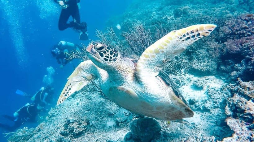 Moalboal: Scuba Diving and Pescador Island Hopping - A meal and transfers add practical value