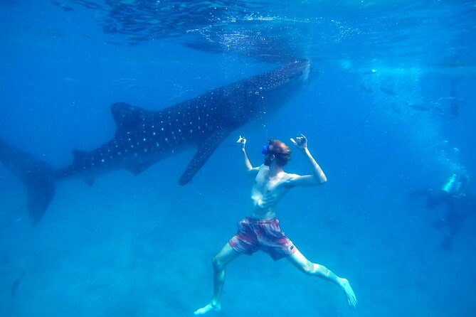 Oslob Whale Shark & Moalboal Sardines & Turtle Private Tour - The 3:30 a.m. pickup and long southern drive