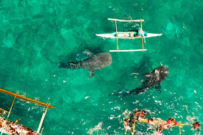 Oslob Whale Shark Snorkeling & Kawasan Canyoning Tour - How to Prepare for the 3 a.m. Start