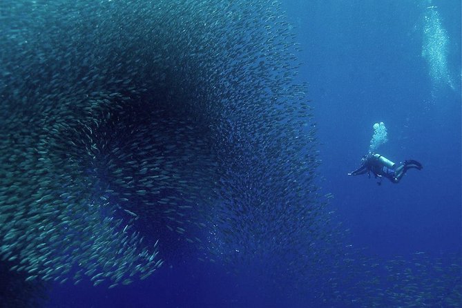 Oslob Whale Shark Snorkeling & Pescador & Sardine Run & Turtle - Oslob whale sharks: thrilling, crowded, and not natural