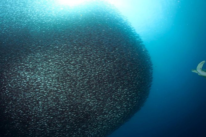 Oslob Whale Shark Snorkeling & Pescador & Sardine Run & Turtle - Breakfast and Tumalog Falls make the wait useful