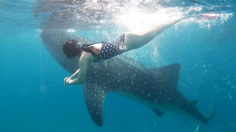 Oslob Whale Shark Swimming & Kawasan Falls Canyoneering - Transport, group size, and the value of the package