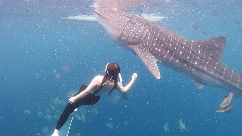 Oslob Whale Shark Swimming & Kawasan Falls Canyoneering - Should you book this Cebu day tour?
