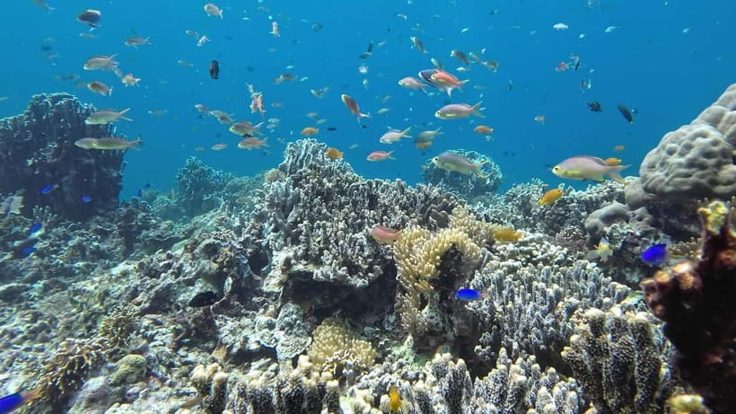 Oslob: Whale Shark Tour with Sumilon & Moalboal Snorkeling - Five things to know before booking