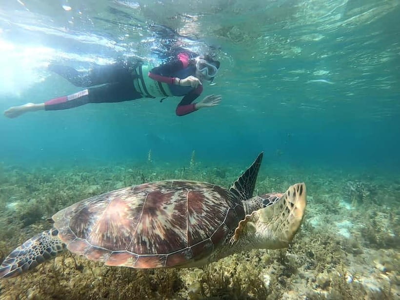 Oslob: Whale Shark Tour with Sumilon & Moalboal Snorkeling - A 2:00 AM start for three major stops