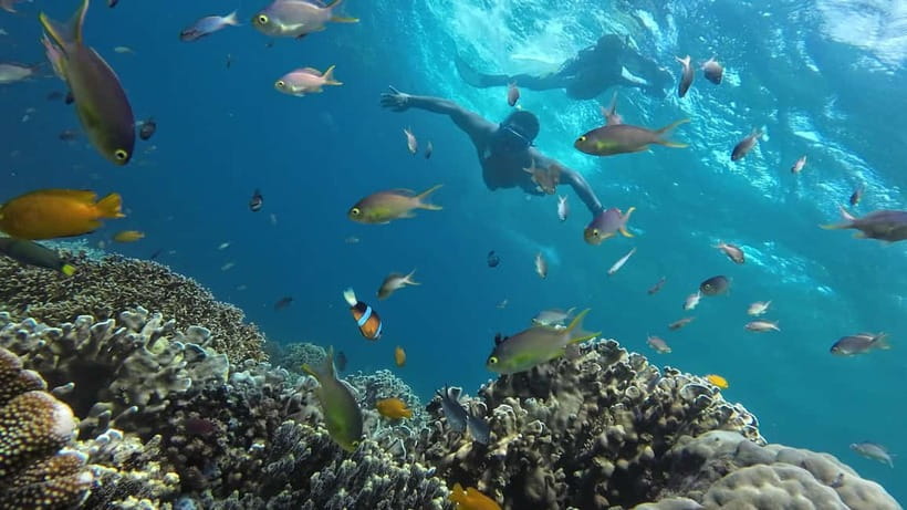 Oslob: Whale Shark Tour with Sumilon & Moalboal Snorkeling - Who should book this full-day Cebu trip?