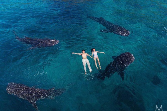 Oslob Whale Shark & Tumalog Falls & Kawasan Falls Canyoneering - A 16-hour day from Mactan to southern Cebu