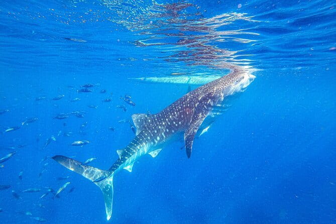 Oslob Whale Shark & Tumalog Waterfalls & Sumilon Sandbar - Key Details Before You Book