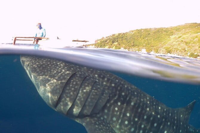 Oslob Whale Shark & Tumalog Waterfalls & Sumilon Sandbar - Two Hours on Sumilon Island