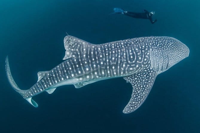 Oslob Whale Shark & Tumalog Waterfalls & Sumilon Sandbar - What the $115 Price Really Covers