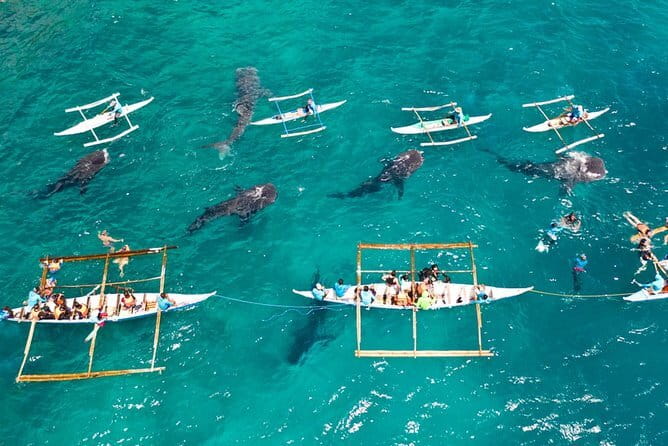 Oslob Whale Shark & Tumalog Waterfalls & Sumilon Sandbar - The 3:00 a.m. Pickup and Ride to Oslob
