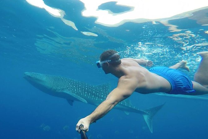 Oslob Whale Shark Watching - Thirty minutes beside the whale sharks