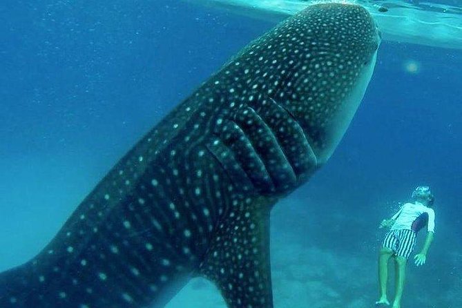 Oslob Whale Shark watching + Canyoneering Adventure Tour - Oslob whale shark snorkeling