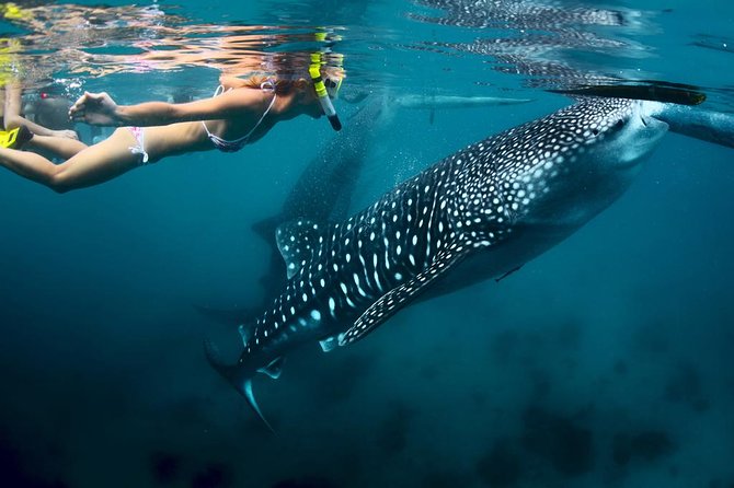Oslob Whale Shark Watching - Arriving in Oslob and getting through the process