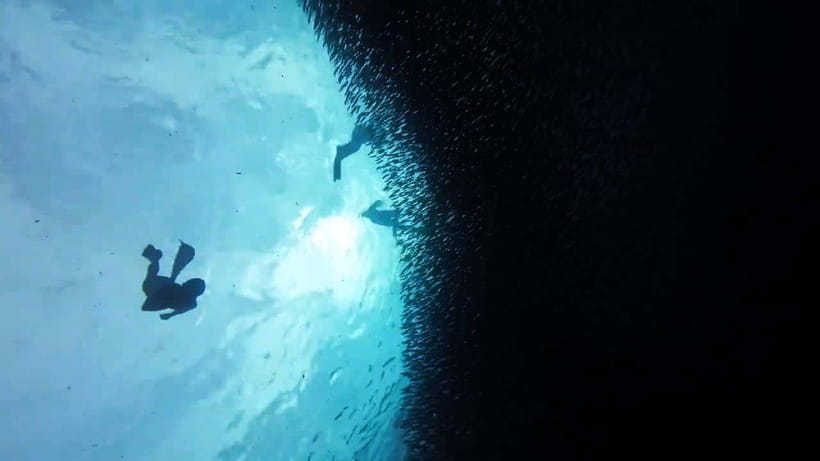 Oslob: Whale Sharks, Inambakan Falls & Moalboal Sardines - Moalboal’s sardine run and possible turtles