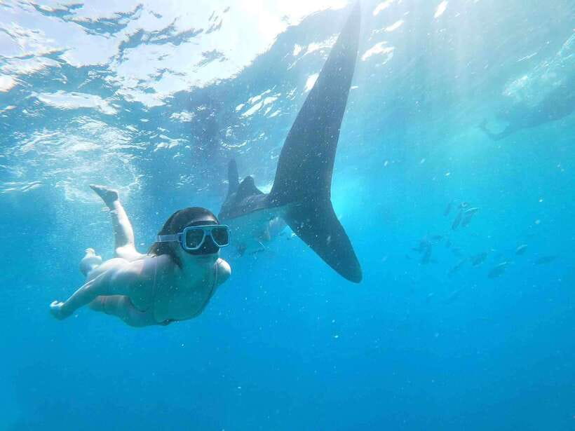 Oslob: Whale Sharks, Tumalog Falls & Sumilon Trio Adventure - Three Cebu highlights in one demanding day