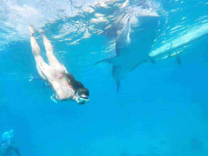 Oslob: Whale Sharks, Tumalog Falls & Sumilon Trio Adventure - Who will like this one-day format?