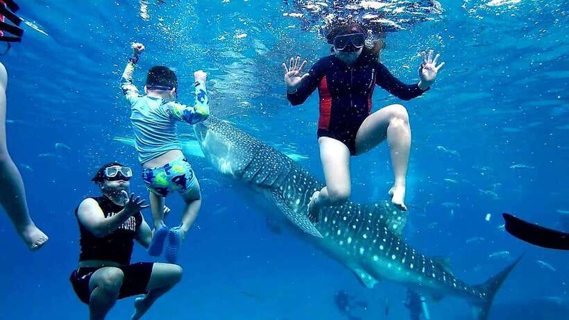 Oslob: Whaleshark Swimming, Inambakan Falls & Moalboal Tour - Why this tour works for a small private group