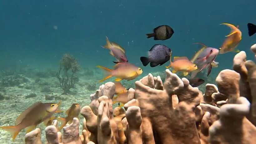 Oslob: Whaleshark Swimming, Inambakan Falls & Moalboal Tour - The schedule is efficient, not relaxed