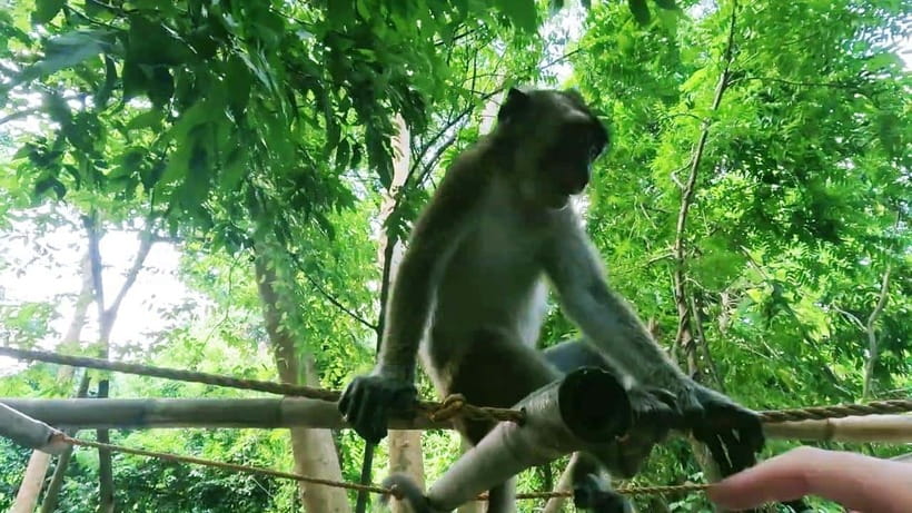 Oslob: Whaleshark Watching, Sumilon Island & Monkey Viewing - The day in five useful points