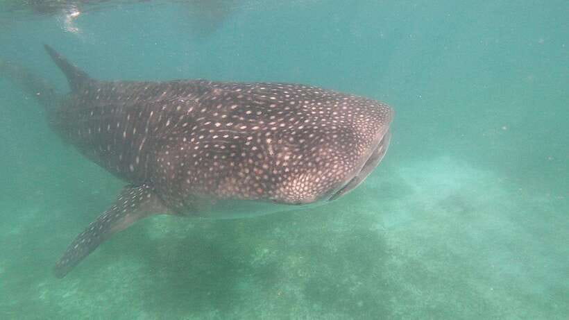 Oslob: Whaleshark Watching, Sumilon Island & Monkey Viewing - What the $81 price really covers