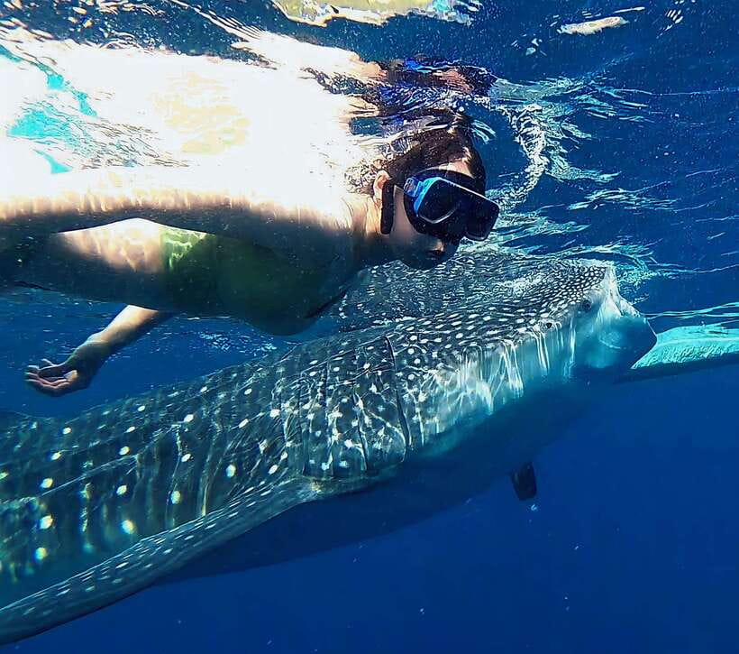 Oslob: Whaleshark Watching, Tumalog Falls & Sumilon Island - Why this southern Cebu day works