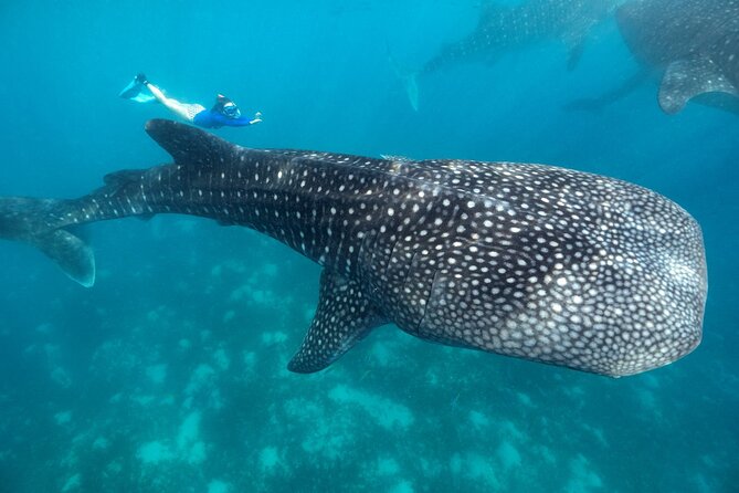 Oslob Whaleshark with Sumilon Island - Sumilon Sandbar by Banca