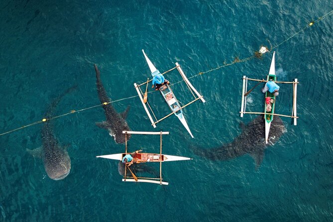 Oslob Whaleshark with Sumilon Island - What the $120 Price Includes