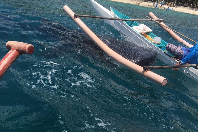 Oslob Whalesharks & Aguinid Falls w/ Sumilon Sandbar (3in1) - A quick boat ride to the white sandbar