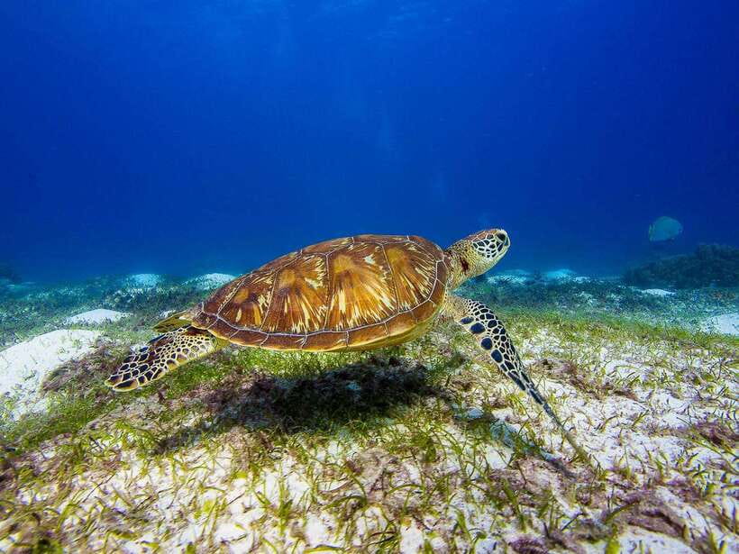 Pamilacan island: Dolphins, snorkel, lunch and walking tour - Key points to know before you book