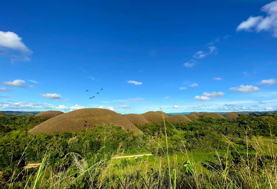 Panglao: Dao, Forests, and Tarsier Sanctuary Tour with Lunch - Five things to know before you book