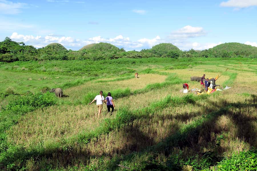 Panglao: Dao, Forests, and Tarsier Sanctuary Tour with Lunch - Why this private Bohol day works well