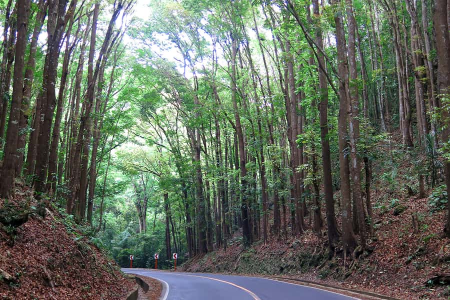 Panglao: Dao, Forests, and Tarsier Sanctuary Tour with Lunch - The Man-Made Forest and the road through Bilar
