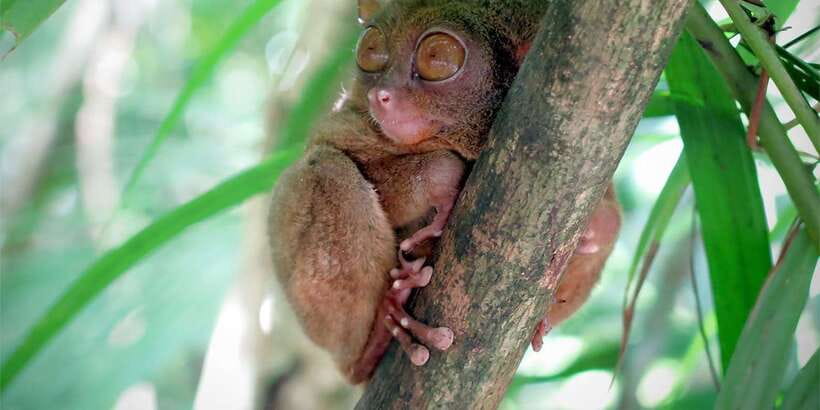 Panglao: Dao, Forests, and Tarsier Sanctuary Tour with Lunch - A Filipino lunch beside the rice paddy