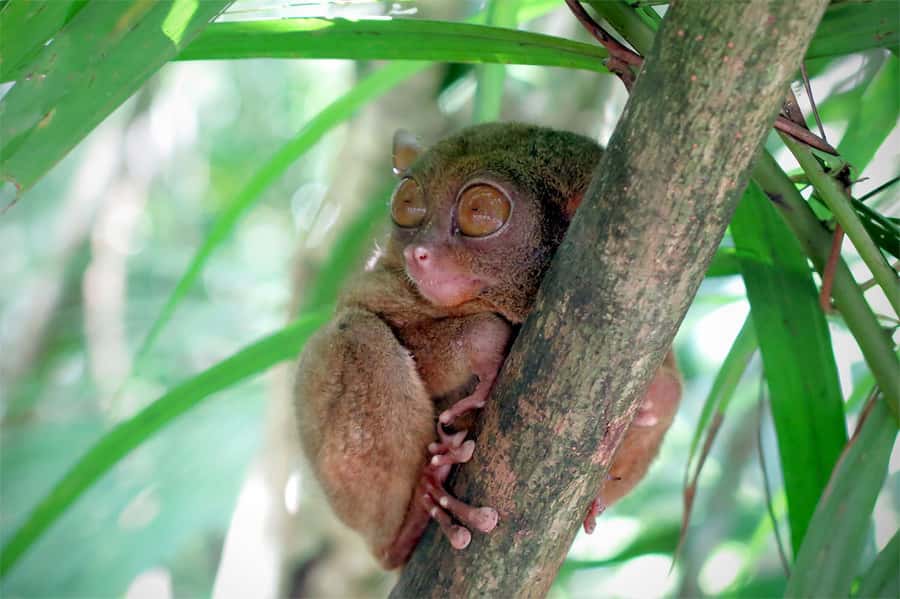Panglao: Dao, Forests, and Tarsier Sanctuary Tour with Lunch - Dao market brings Bohol into focus