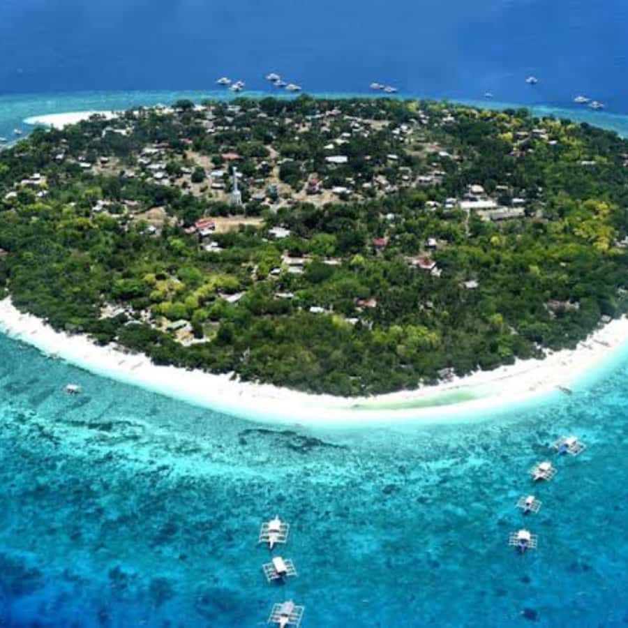 Panglao: Island Hopping w/Balicasag (Shared) - Fish feeding and marine-life viewing