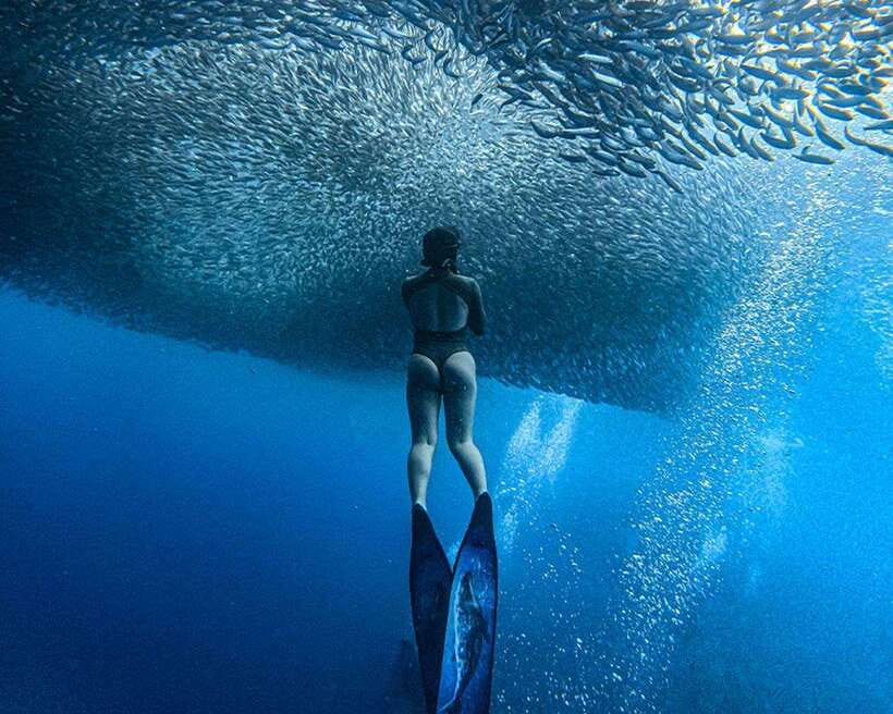 Panglao: Napaling Reef and Sardines Freediving Experience - Why Napaling Reef is Panglao’s headline water experience