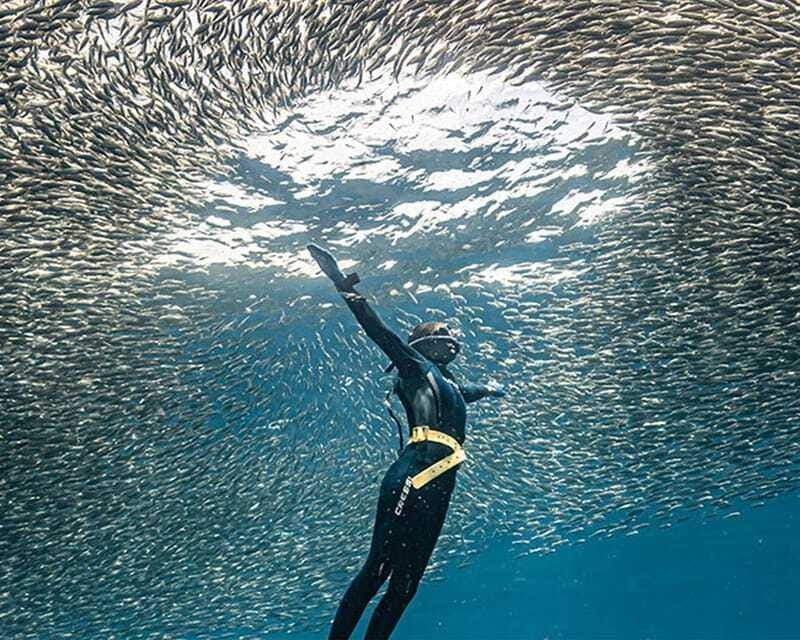 Panglao: Napaling Reef and Sardines Freediving Experience - Swimming with the sardines at Napaling