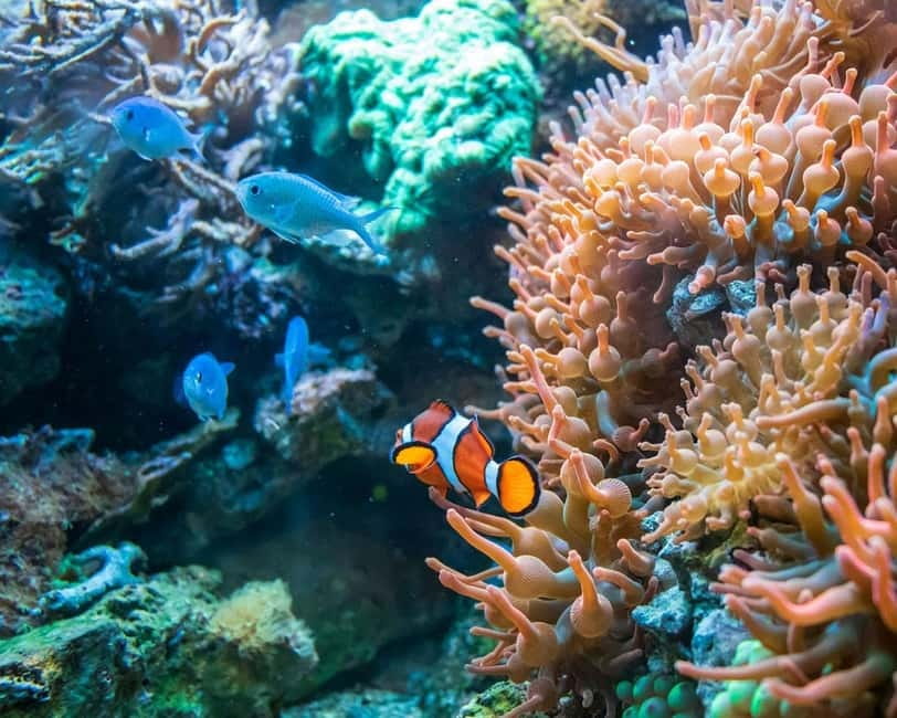 Panglao: Snorkeling at NapalingReef with Sardines Experience - Key points to know before booking