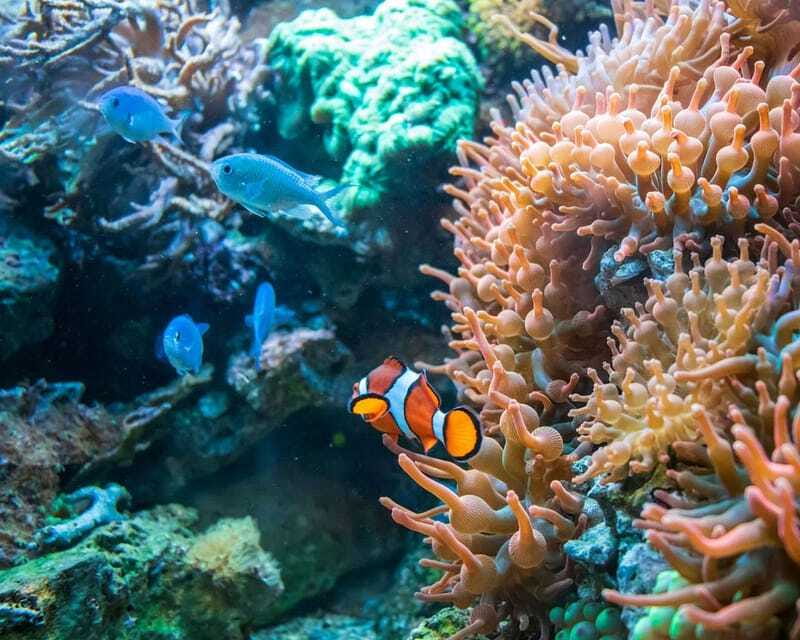 Panglao: Snorkeling at NapalingReef with Sardines Experience - What the $39 price really covers
