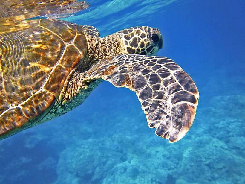 Port Barton: Island Hopping to Turtle Spot & Reef with Lunch - Why this seven-hour Port Barton trip works so well