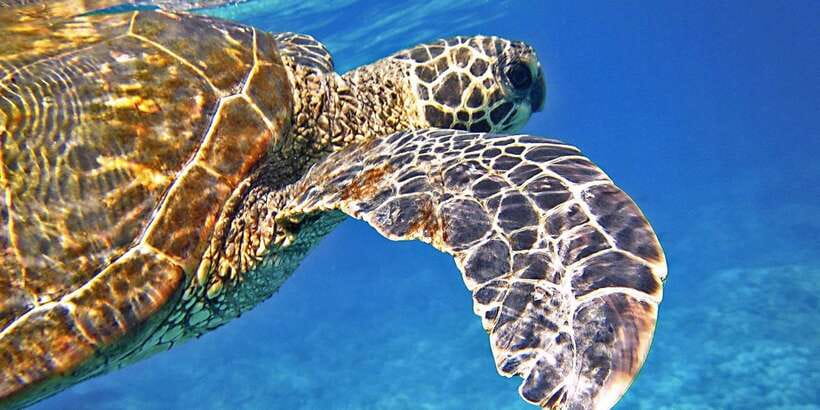 Port Barton: Island Hopping to Turtle Spot & Reef with Lunch - Exotic Island or Maxima Island, depending on conditions