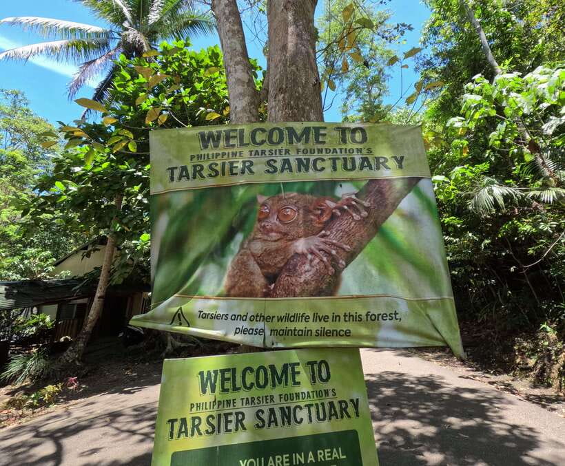 PREMIUM Bohol Eco-Tours: Chocolate hills - Bilar Man-Made Forest: a cool photographic pause